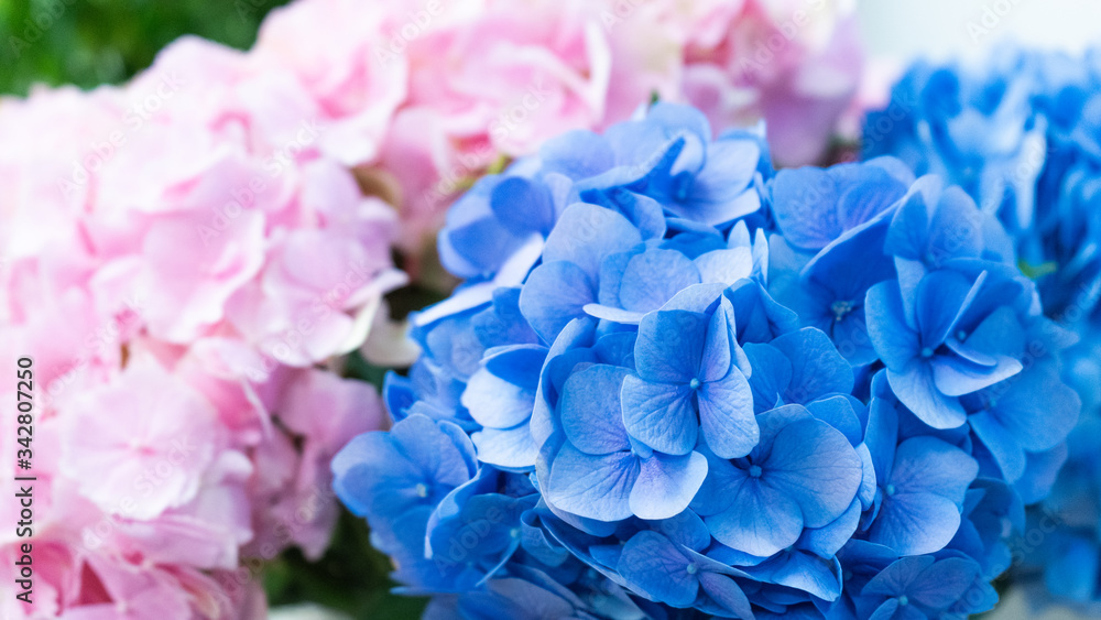 Beautiful pink and blue hydrangea macro shot. Floral concept close-up photo. Beautiful pink and blue hydrangea macro shot. Floral concept close-up photo.
