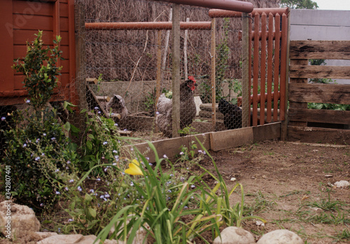 poulailler , enclos ,poules dans le jardin