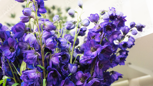 Beautiful purple delphinium flower macro shot. Floral concept. Larkspur flower close-up.