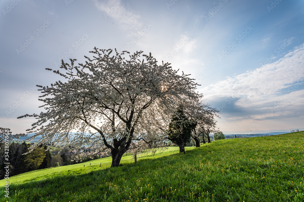 Naklejka premium apple tree in spring