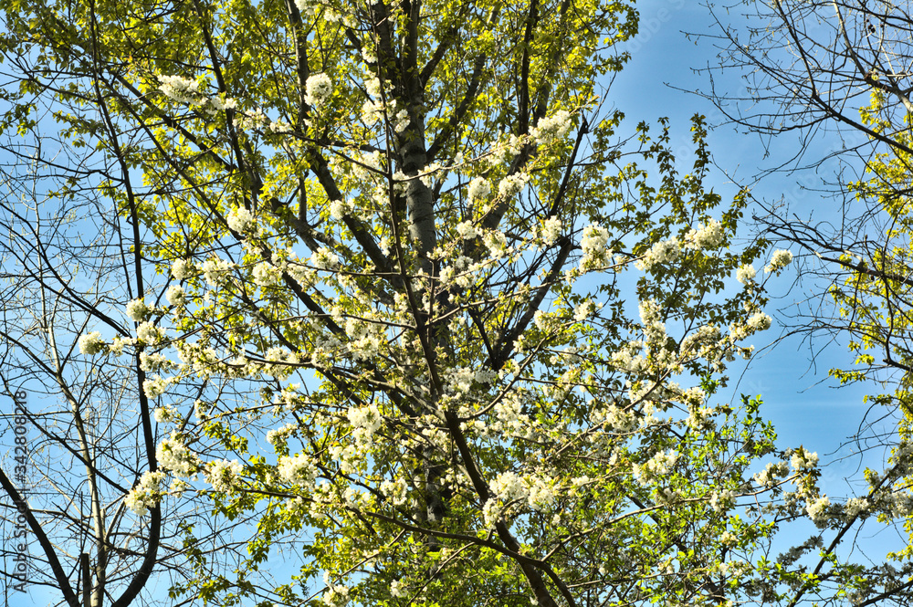 Obraz premium Spring. White flowers on the tree.