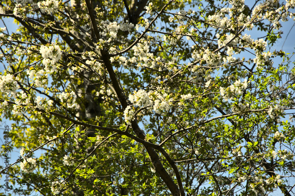 Spring. White flowers on the tree. Spring. White flowers on the tree.