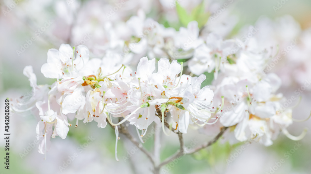 White rhododendron