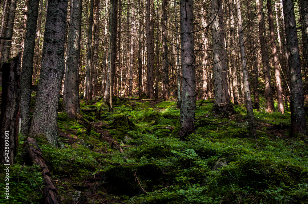 Forest and green moss Forest and green moss