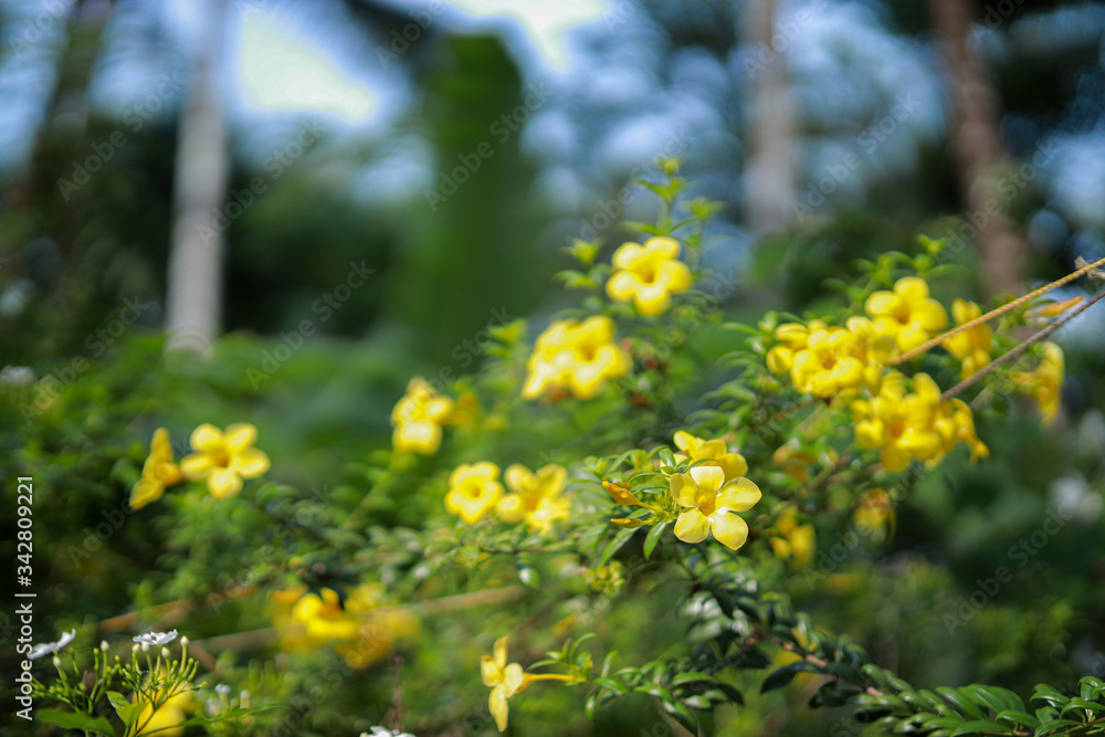 Beautiful yellow flowers on green leaves. Beautiful yellow flowers on green leaves.