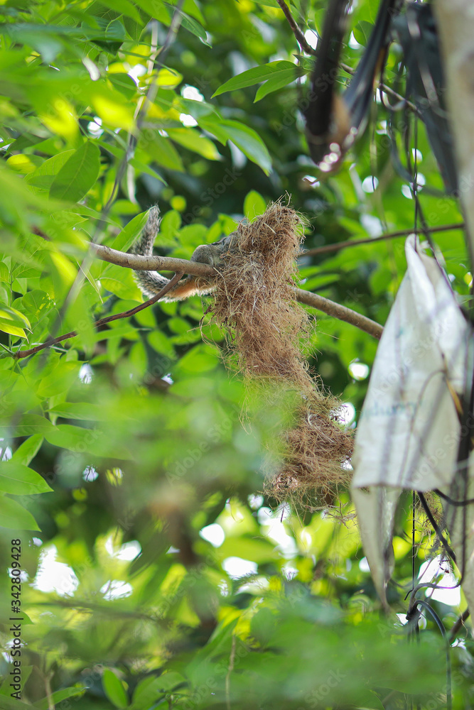 Fototapeta premium Indian giant squirrel create house, or Malabar giant squirrel. The Indian giant squirrel is one of the largest squirrels