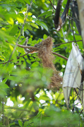 Indian giant squirrel create house, or Malabar giant squirrel. The Indian giant squirrel is one of the largest squirrels