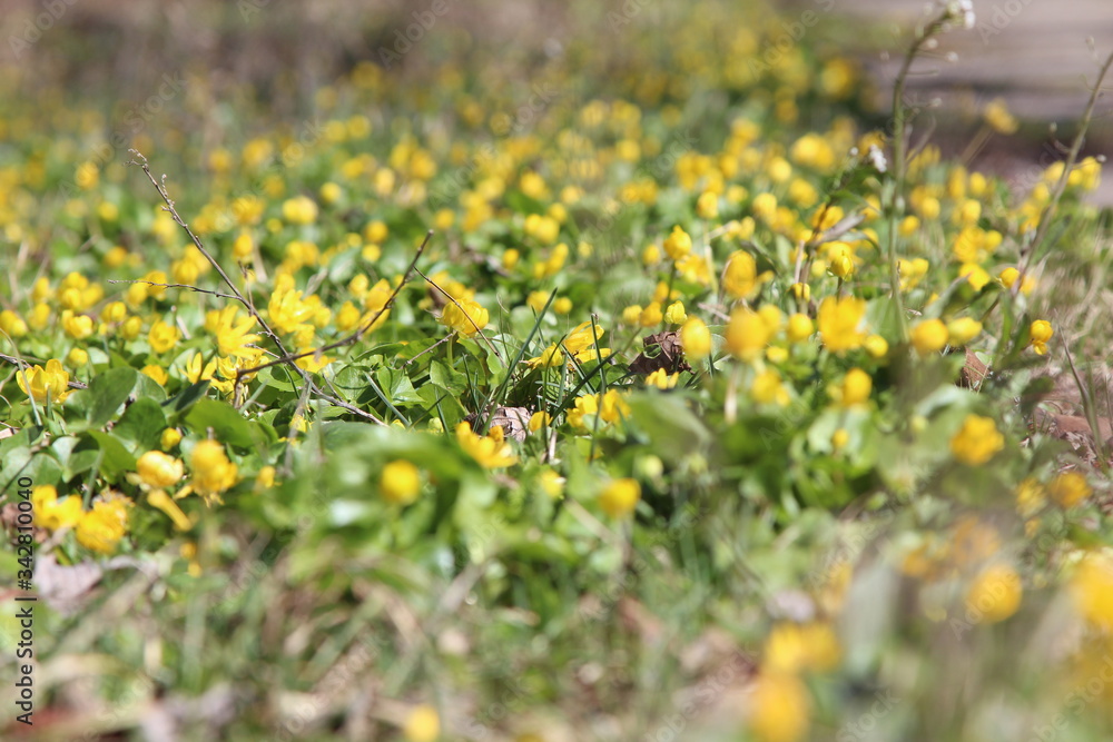 field of yellow flowers