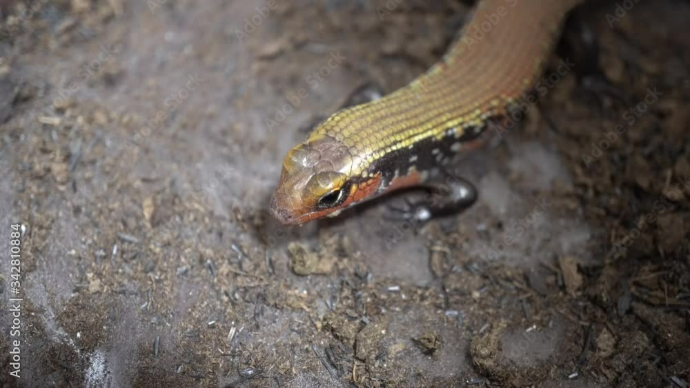 Video feeding a red lizard Video feeding a red lizard
