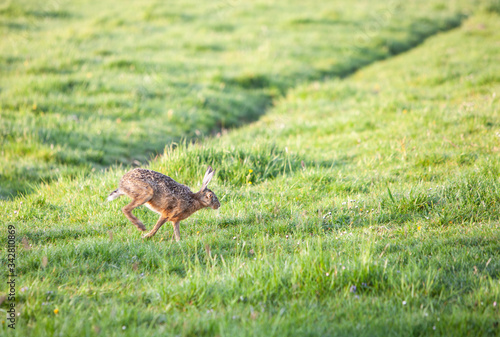 hare moves in green grassy meadow in the netherlands © ahavelaar