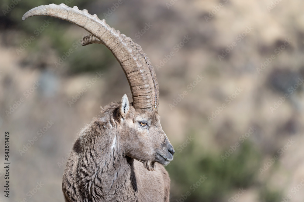 Alpine inbox in autumn season (Capra ibex)