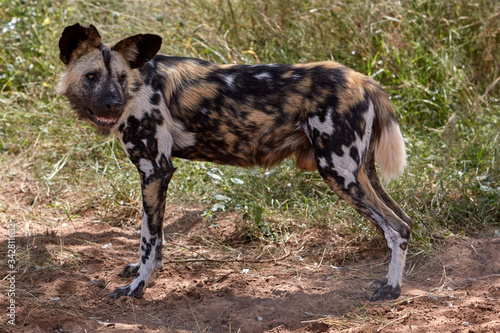 Wild dog standing and watching back