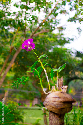 bright orchid flower on a tree trunk