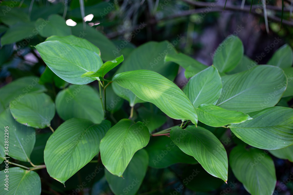 green leaves of a tropical plant green leaves of a tropical plant