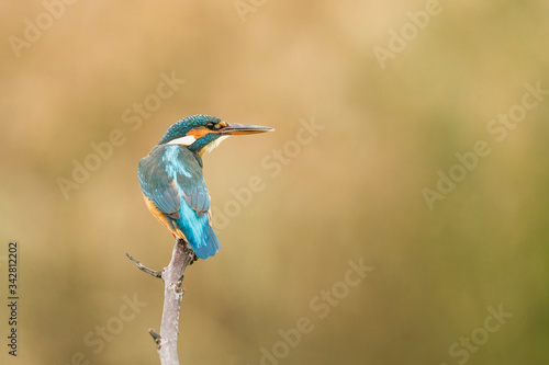 The beautiful Kingfisher at morning (Alcedo atthis)