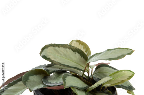 Calathea plant isolated on white background,with clipping path.