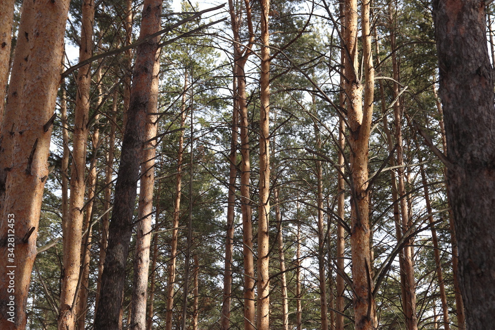 Obraz premium Pine forest tree trunks in Russia