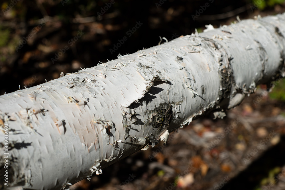 Birch tree with curling lashes Birch tree with curling lashes