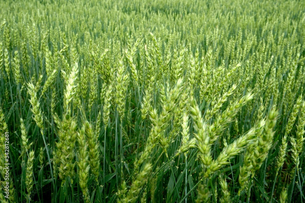 Green Wheat field. Wheat field in july.Beautiful green cereal field background Green Wheat field. Wheat field in july.Beautiful green cereal field background