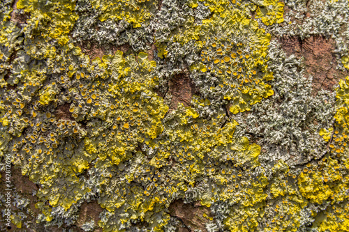 lichen on bark photo