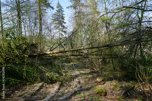 Umgestürzte Bäume liegen auf einem Feldweg im Wald