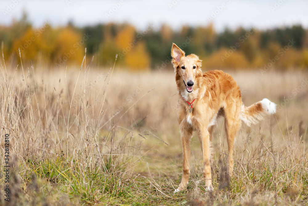 Puppy borzoi walks outdoor at summer day