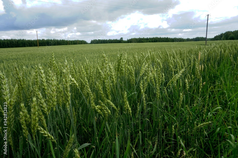 Green Wheat field. Wheat field in july.Beautiful green cereal field background Green Wheat field. Wheat field in july.Beautiful green cereal field background