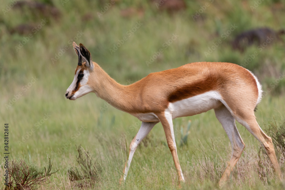 Portrait of one springbok walking from right to left in the lush green veld of Mokala National Park, South Africa Portrait of one springbok walking from right to left in the lush green veld of Mokala National Park, South Africa