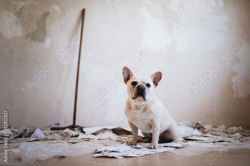 Bilde på lerret French bulldog is helping renovating at home