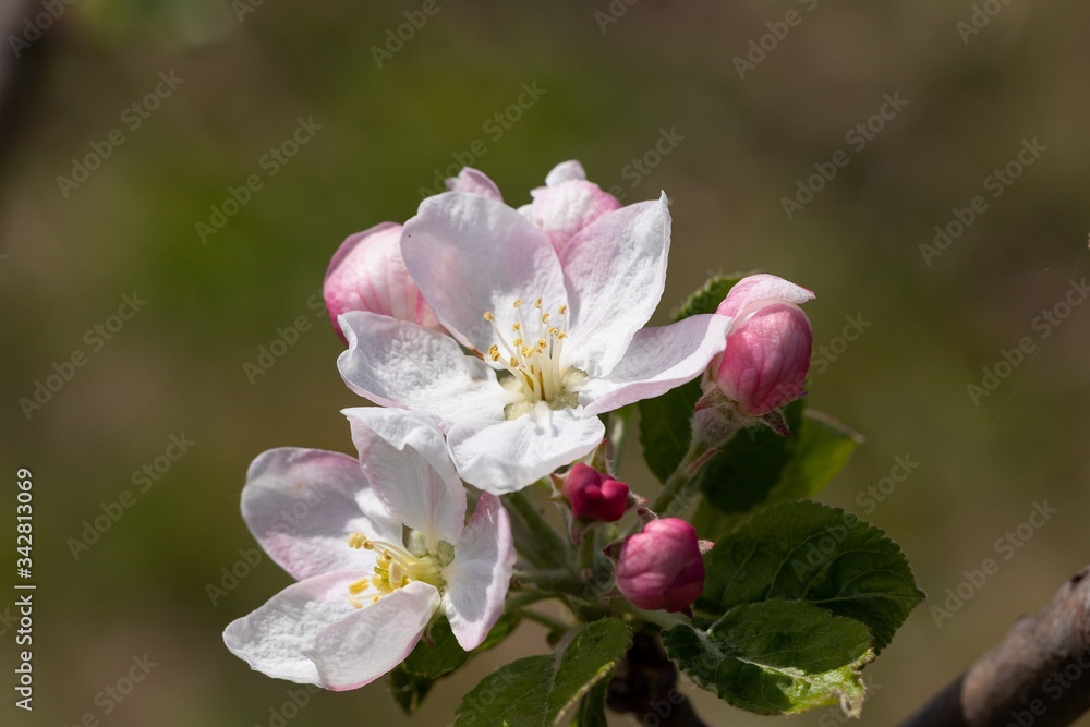 White with delicate pink inflorescence on a branch of apple tree on a sunny spring day White with delicate pink inflorescence on a branch of apple tree on a sunny spring day