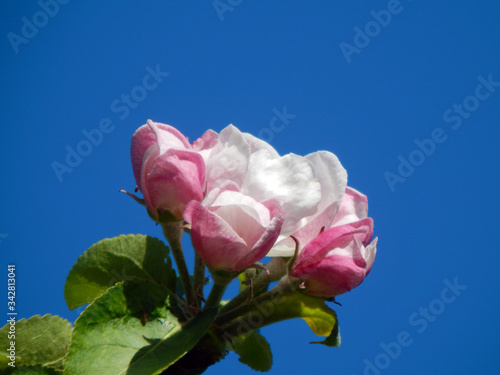 Apple blossom on an ancient Tom Putt cider apple tree (Malus domestica Tom Putt), growing in an orchard garden in Herefordshire, England against a blue sky