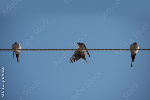 Close up of three sparrows sitting on a electric wire with clear blue sky in the background