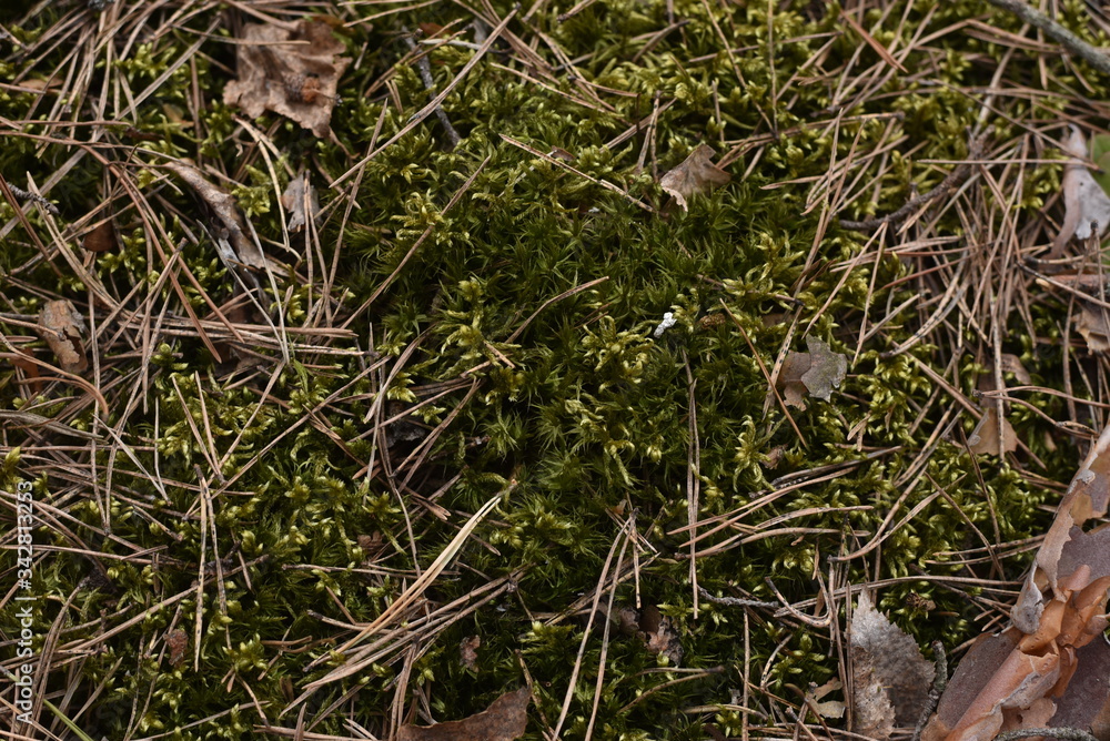 moss moss