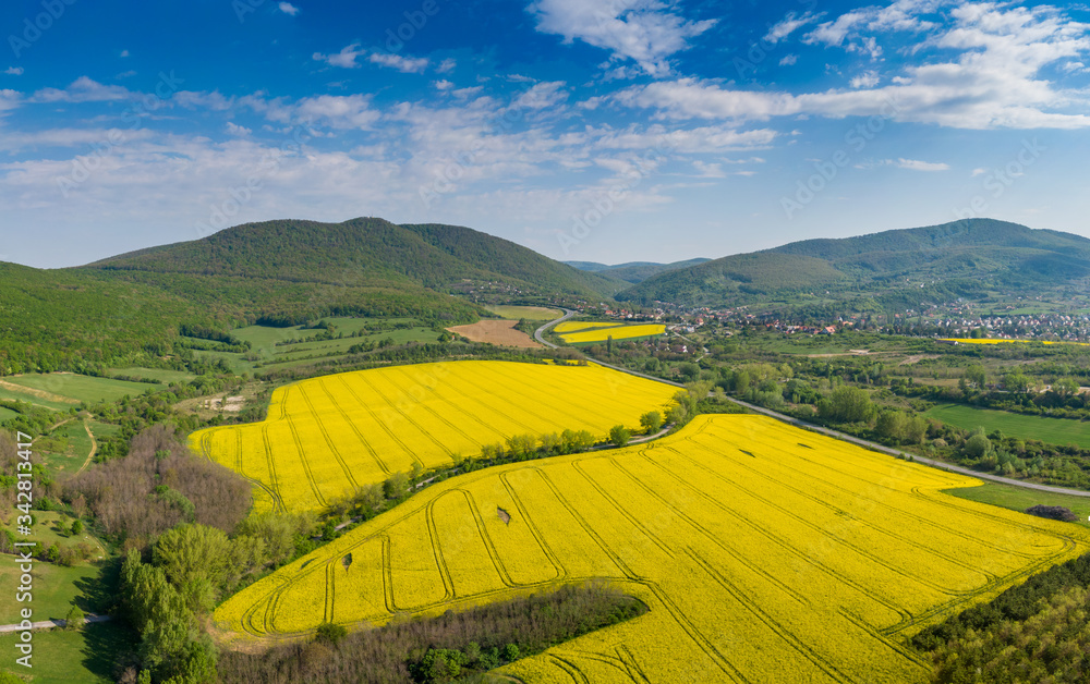 yellow canola field with Mecsek Hills