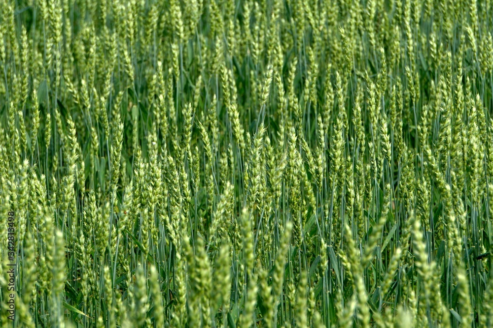 Green Wheat field. Wheat field in july.Beautiful green cereal field background Green Wheat field. Wheat field in july.Beautiful green cereal field background