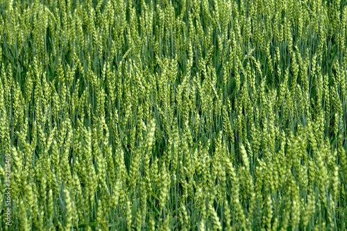 Green Wheat field. Wheat field in july.Beautiful green cereal field background 
