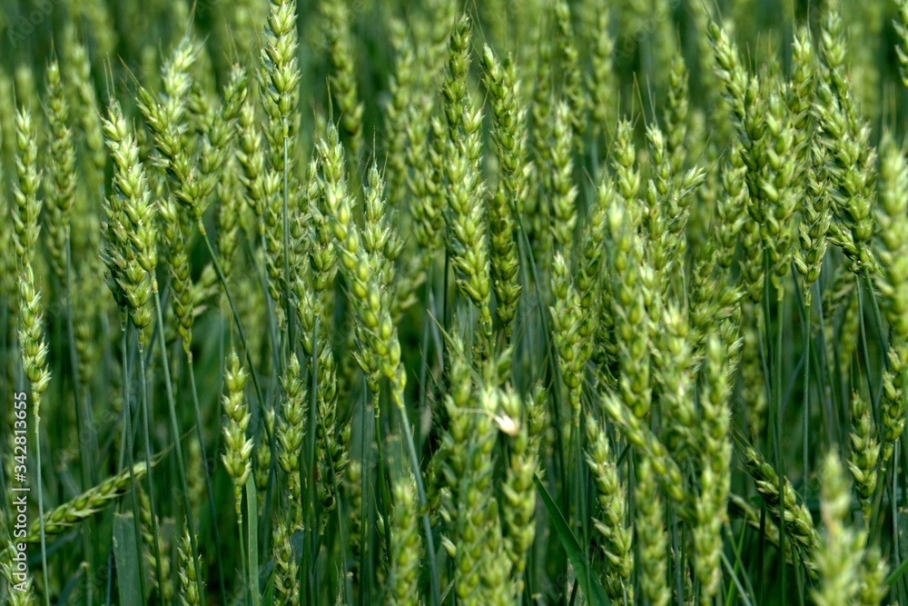 Green Wheat field. Wheat field in july.Beautiful green cereal field background Green Wheat field. Wheat field in july.Beautiful green cereal field background