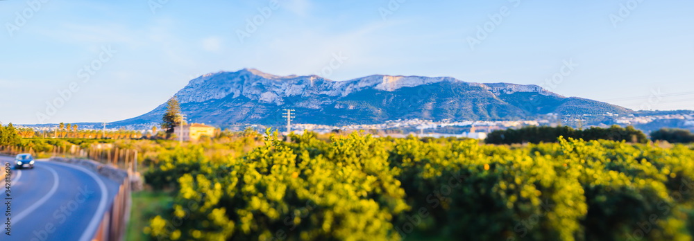 Panoramic view of Mount Montgo in Denia orange plantations on the left of the road. Tilt Shift focus