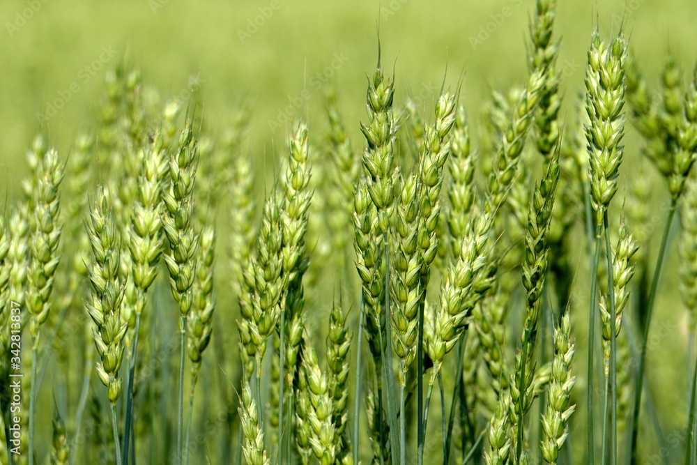 Green Wheat field. Wheat field in july.Beautiful green cereal field background                            