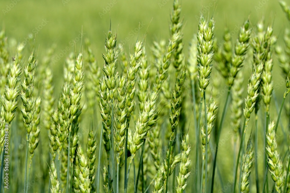 Green Wheat field. Wheat field in july.Beautiful green cereal field background                            