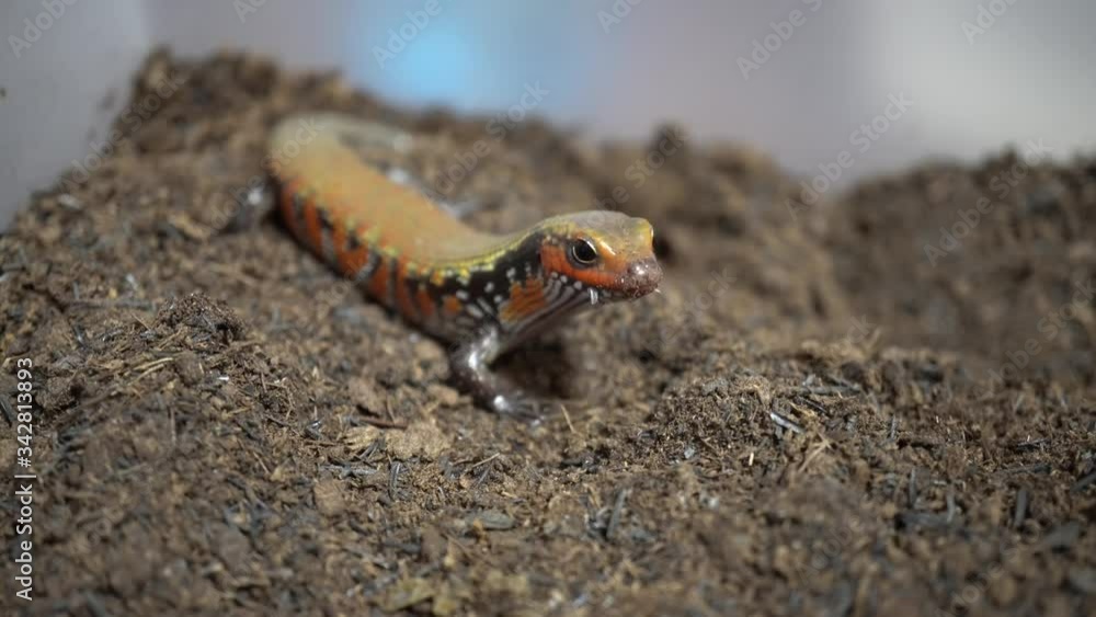 Video feeding a red lizard Video feeding a red lizard
