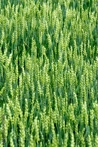 Green Wheat field. Wheat field in july.Beautiful green cereal field background 