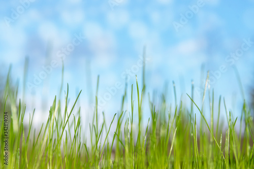 Tender spring background with fresh grass, blue sky and soft bokeh circles.