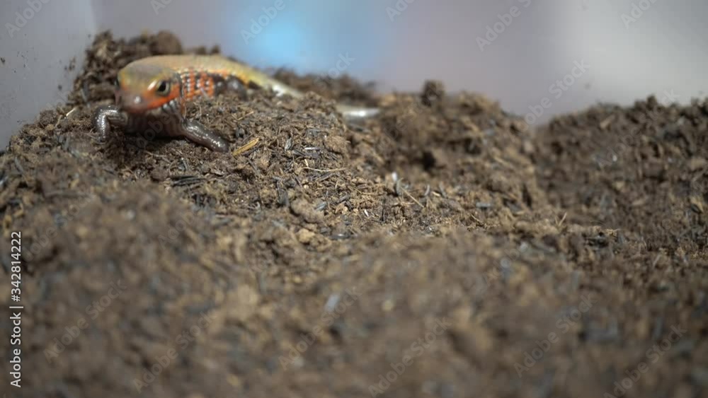 Video feeding a red lizard Video feeding a red lizard