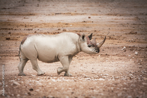White Rhino in mud and clay