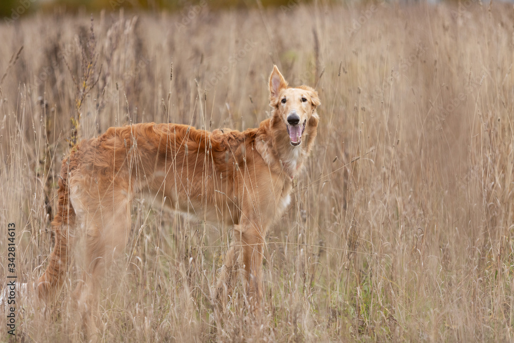 Puppy borzoi walks outdoor at summer day Puppy borzoi walks outdoor at summer day