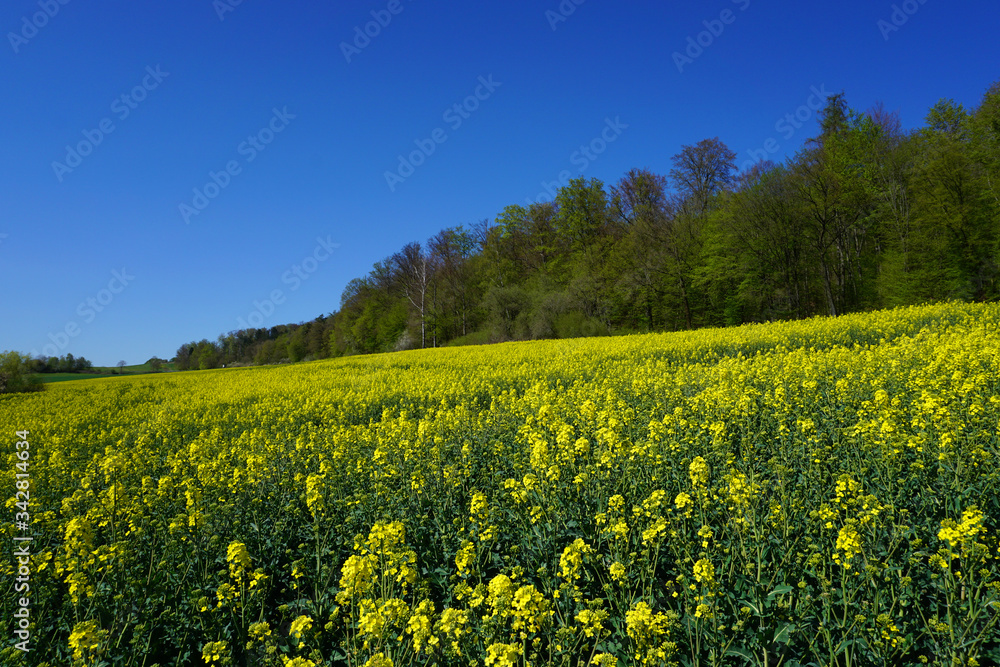 ein gelb blühendes Rapsfeld im April mit blauen Himmel - a yellow flowering rapeseed field in April with blue sky -