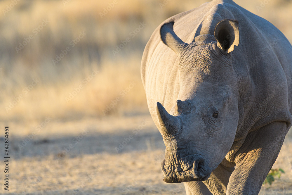 Obraz premium Nashorn, Namibia
