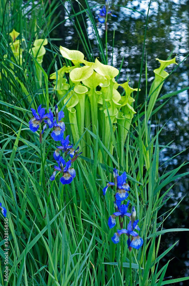 Fototapeta premium A water garden celebrating one of the world's fragile habitats growing Carex trifida, Sarrracenia plants