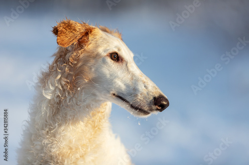 Puppy borzoi walks outdoor at winter day